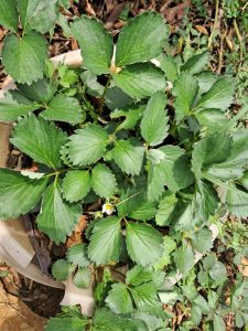A close-up view of a strawberry plant with vibrant green leaves, some of which are larger and more mature.