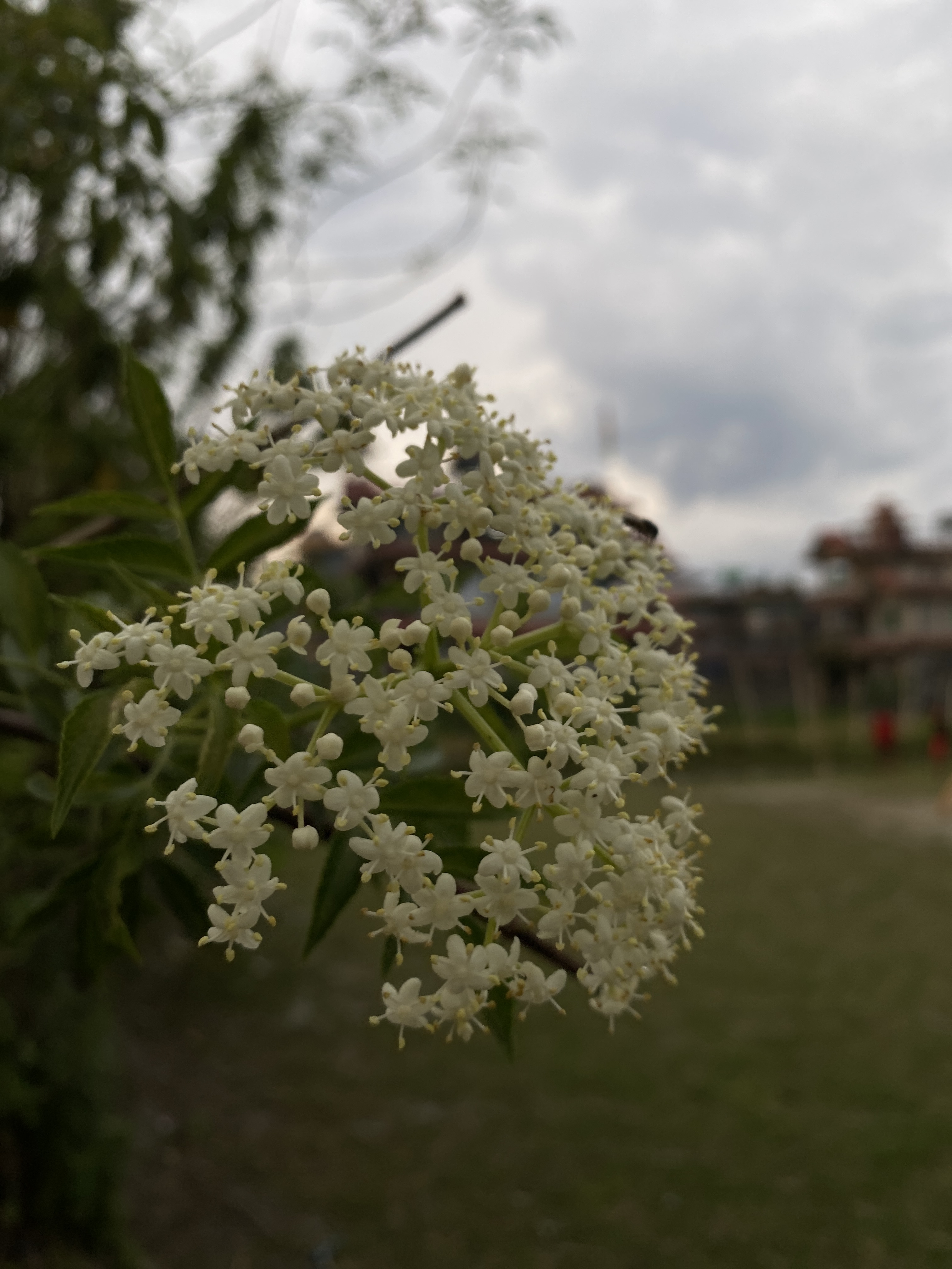A close-up of a cluster of small white flowers, surrounded by green leaves, with a blurred background featuring a cloudy sky and hints of a park or garden setting