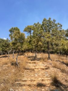 A dirt path with stone steps winds through a pine forest. Tall pine trees with needle-like foliage line both sides of the path, which is surrounded by patches of dry gras