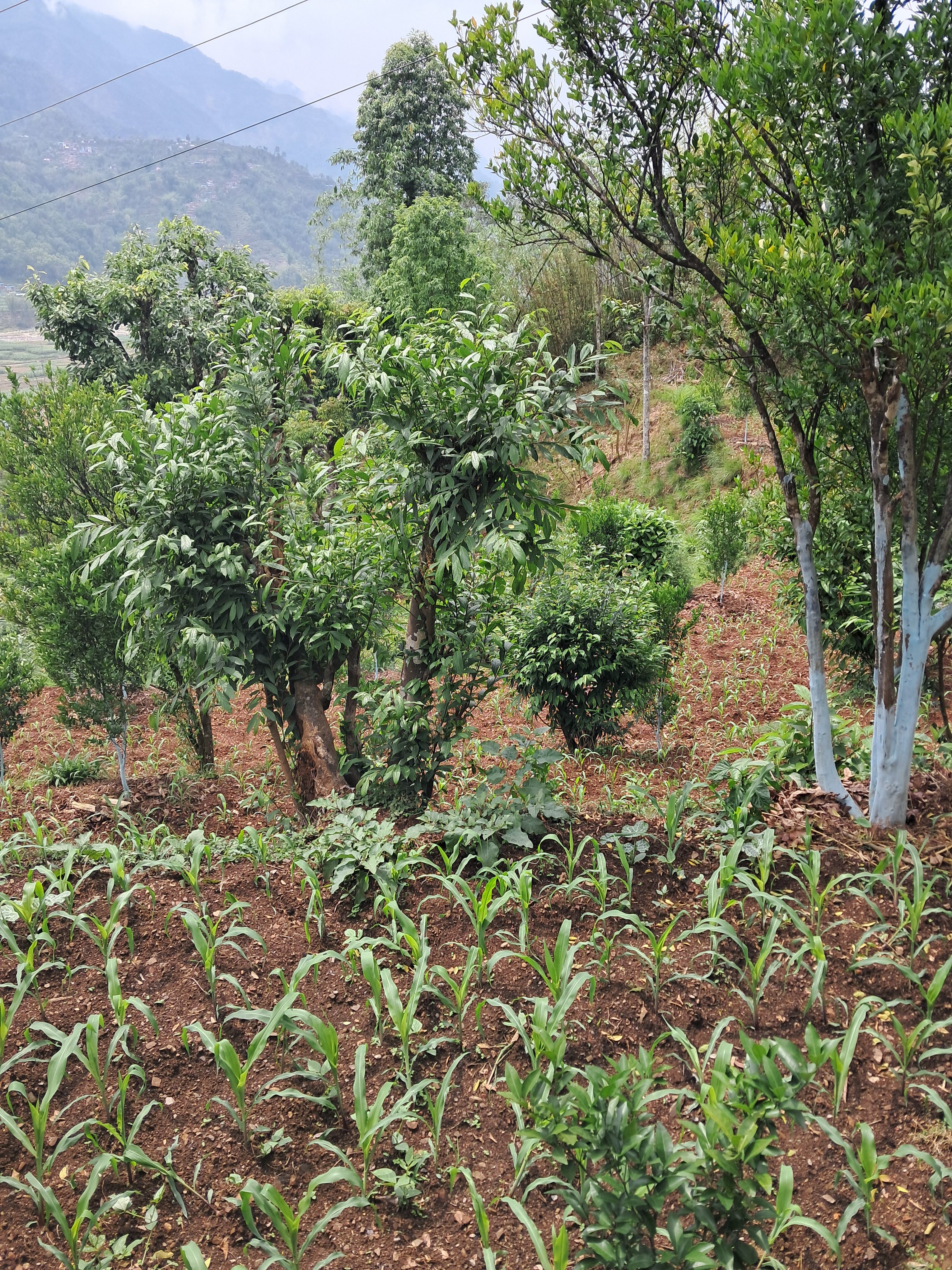 A lush landscape featuring a variety of green plants and trees. In the foreground, rows of young corn plants are growing in rich brown soil. Surrounding them are larger trees with dense foliage, creating a vibrant and fertile environment.