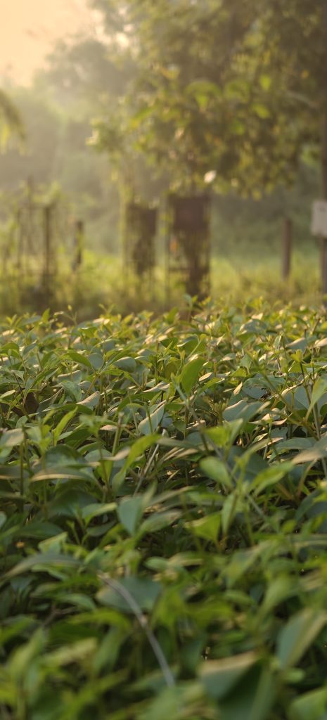 Morning sunlight gently illuminating fresh green plants in a field, with trees and a soft mist in the background, creating a peaceful and serene atmosphere.
