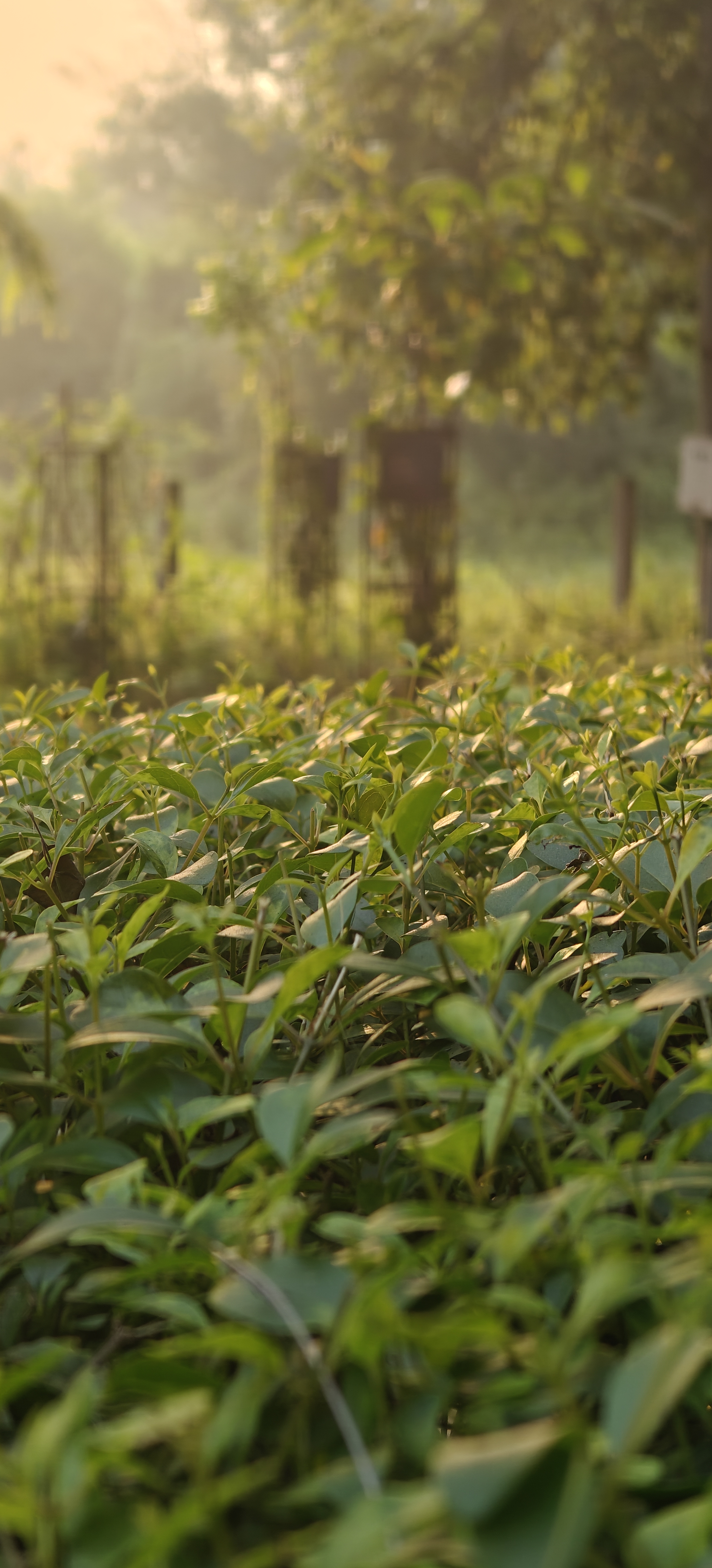 Morning sunlight gently illuminating fresh green plants in a field, with trees and a soft mist in the background, creating a peaceful and serene atmosphere.