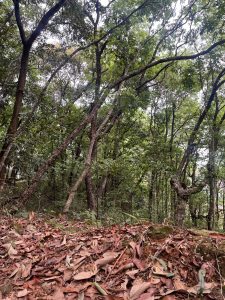 A dense forest scene featuring tall, leafy trees with intertwining branches. 