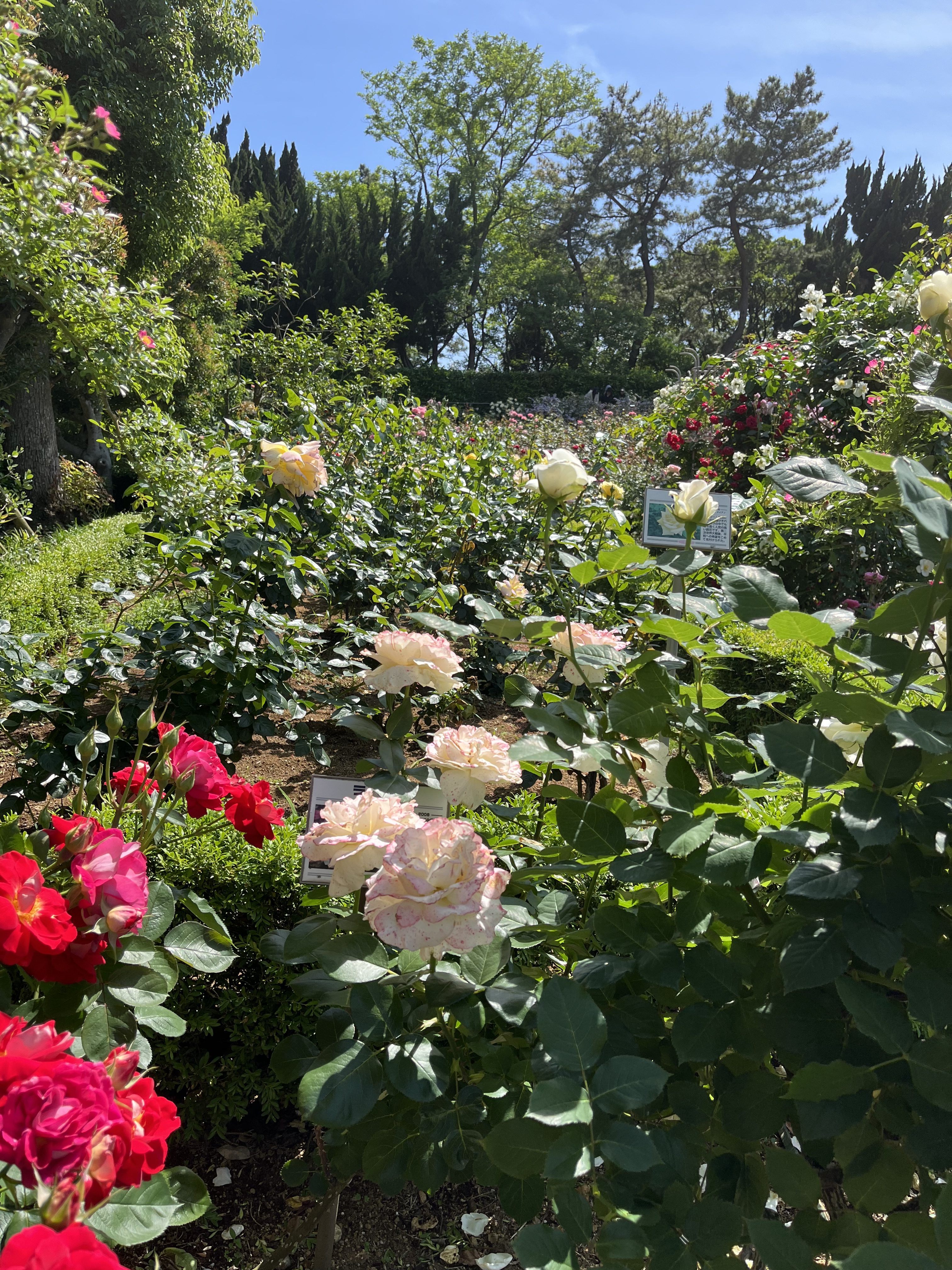 A vibrant garden filled with a variety of blooming roses, including deep red and soft pastel colors, surrounded by lush green foliage.