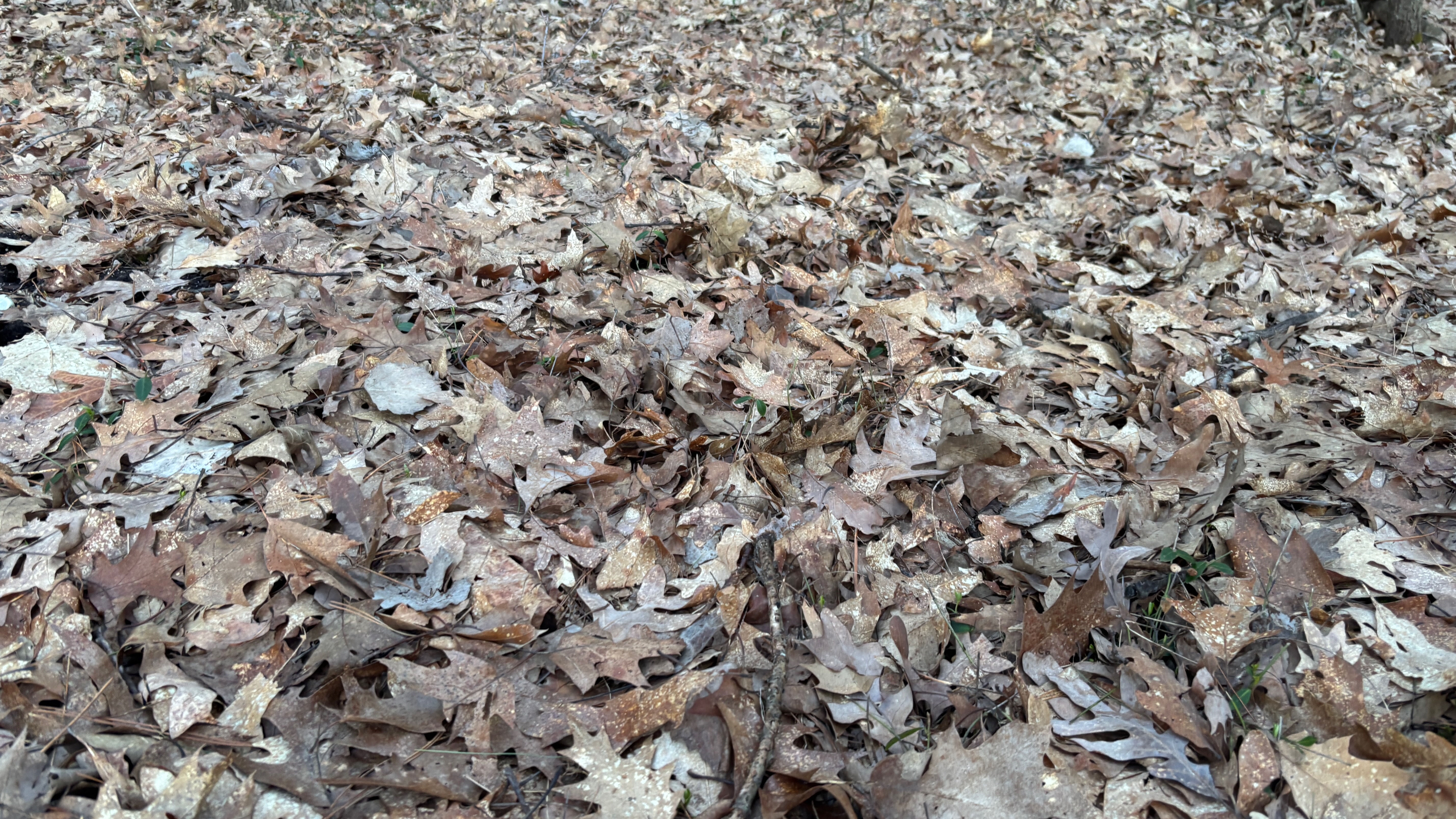 A forest floor covered in dead oak leaves from last fall.