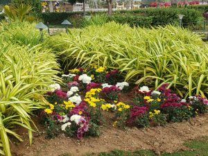 A vibrant flowerbed featuring a mix of blooming chrysanthemums in shades of purple, white, and yellow, surrounded by lush green grass and decorative plants with long, striped leaves
