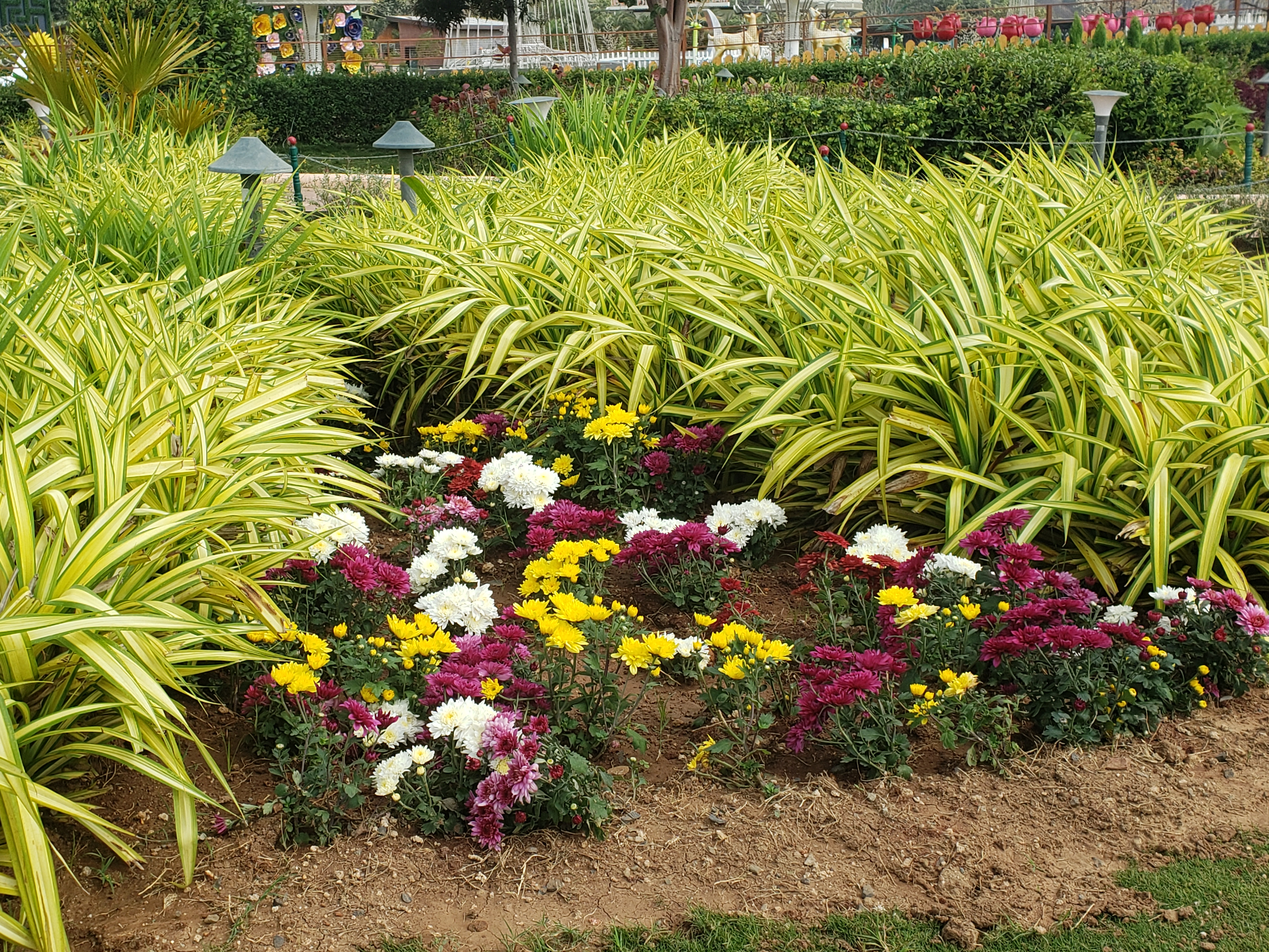A vibrant flowerbed featuring a mix of blooming chrysanthemums in shades of purple, white, and yellow, surrounded by lush green grass and decorative plants with long, striped leaves