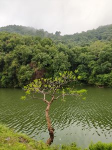 A slender, winding tree with fresh green leaves curves towards a tranquil green lake, surrounded by dense greenery and rolling hills under a cloudy sky.
