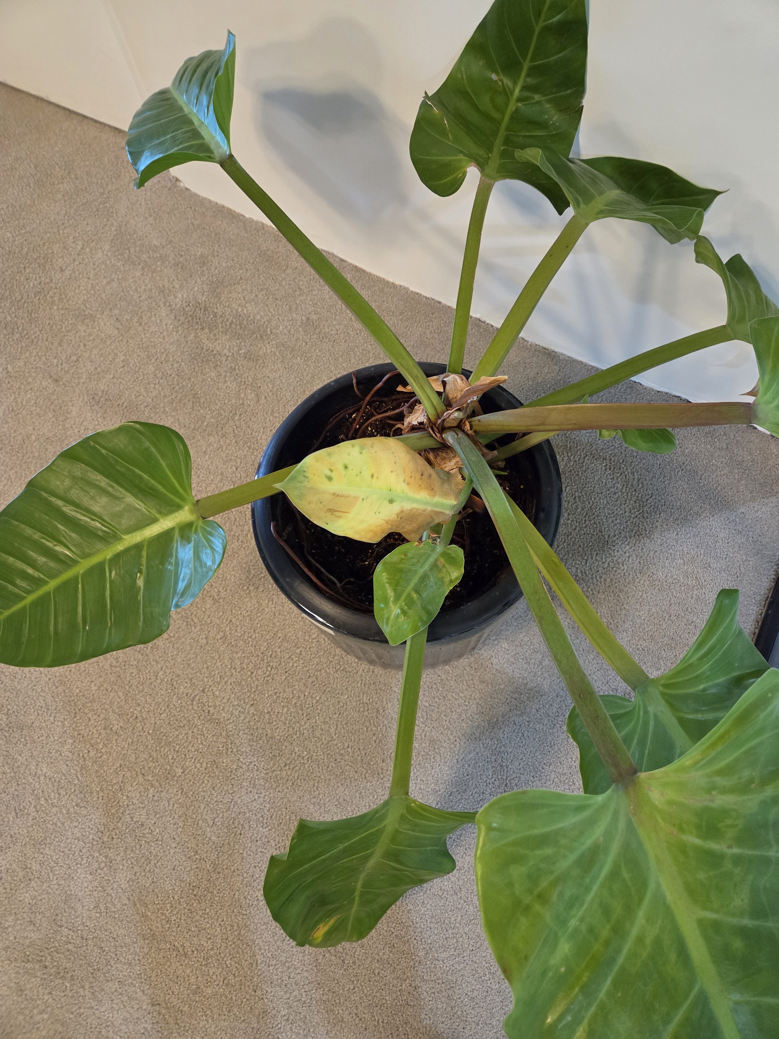 A top-down view of a potted plant with broad, green leaves. Some leaves are vibrant and healthy, while one leaf shows signs of yellowing and potential damage.