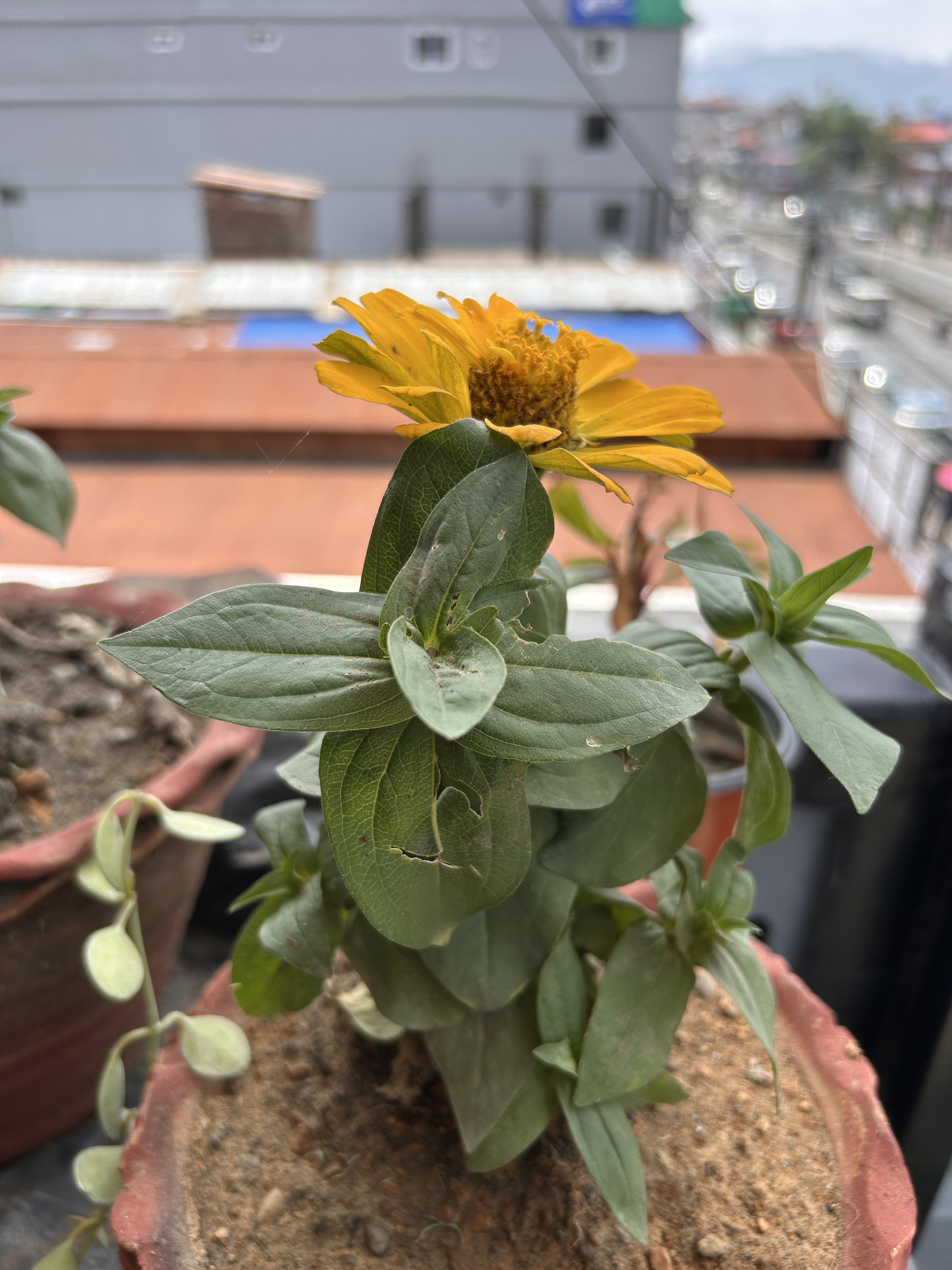 A close-up view of a flowering plant in a terracotta pot.