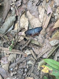 A butterfly with striking blue and black wings rests on a bed of dried leaves and soil. The background is filled with various shades of brown and green foliage, creating a natural and earthy scene.