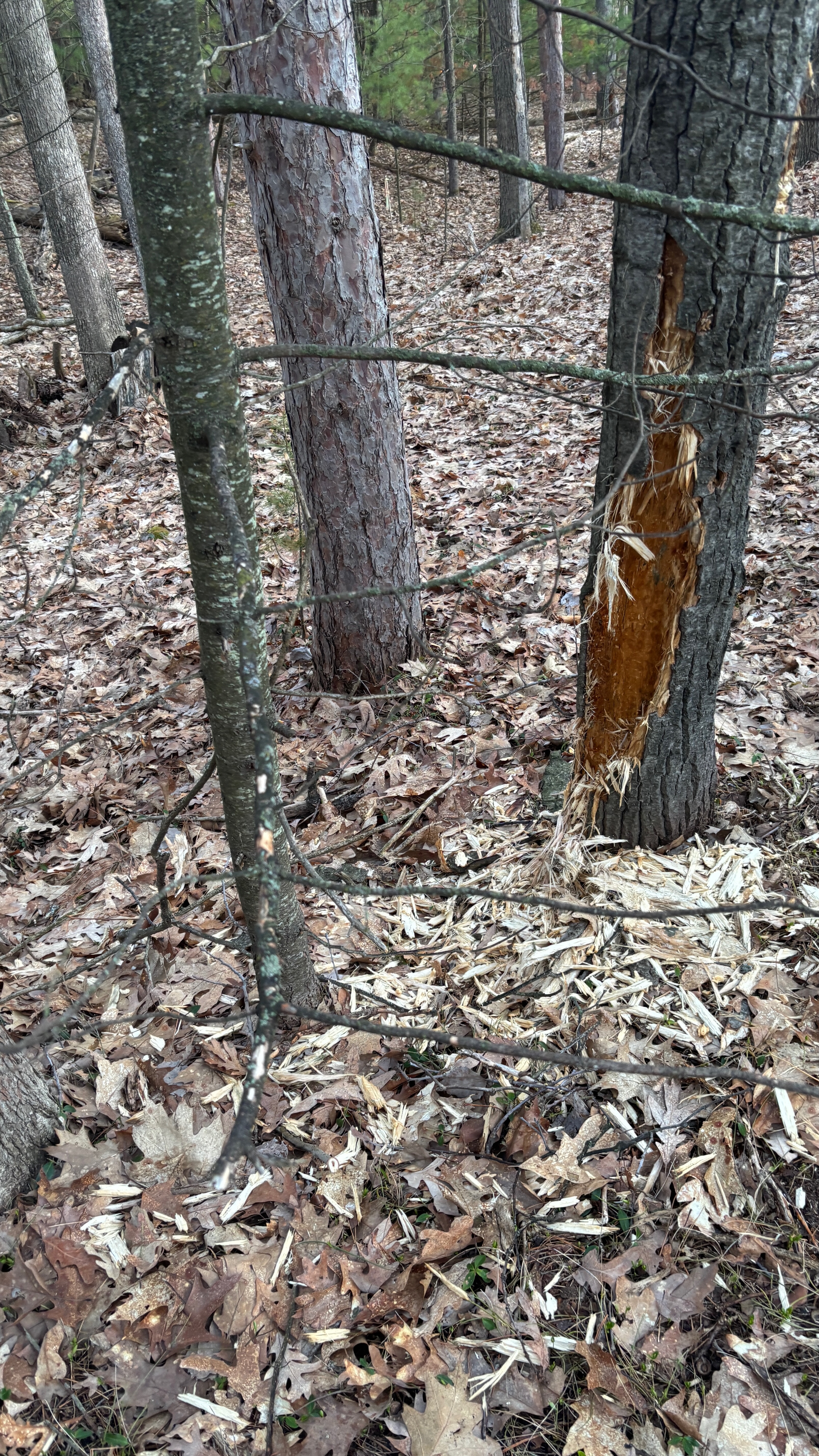 A tree trunk in the forest, partly torn apart by animals seeking insects.