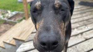 A closeup of a dog's face, but he has his eyes closed.