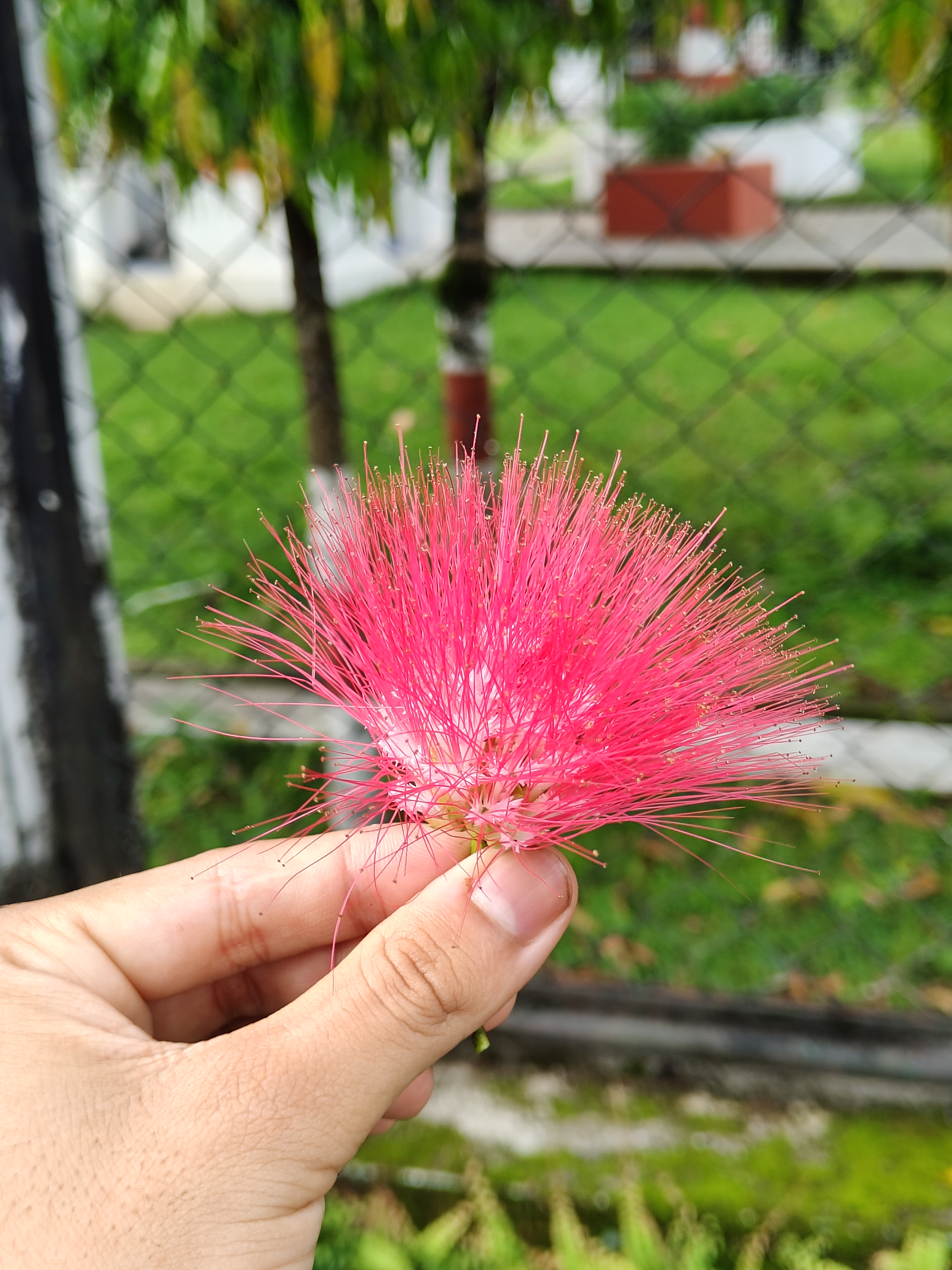 A hand is holding a vibrant pink flower with long, thin petals that resemble soft hairs.