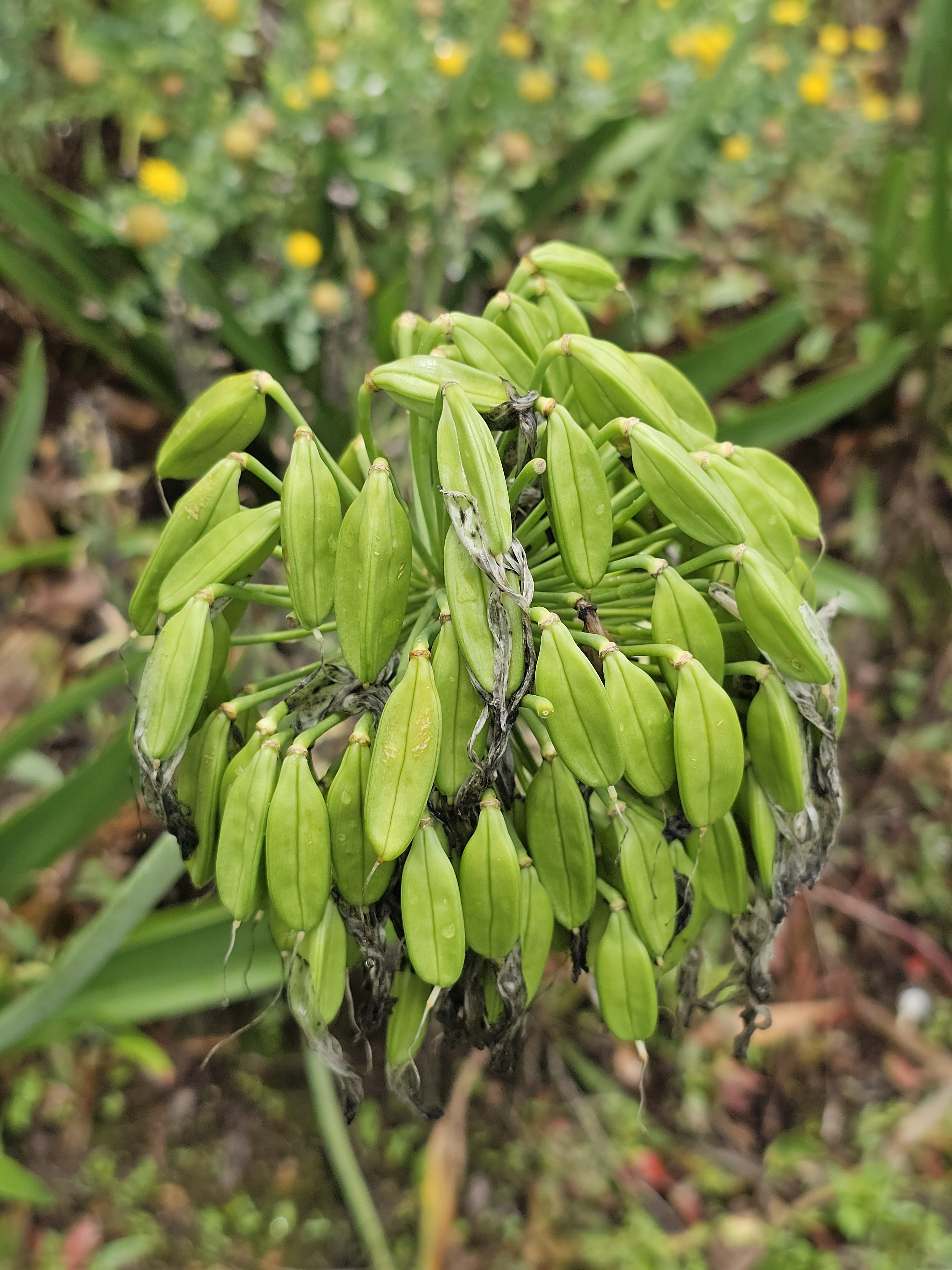 A cluster of green seed pods of Agapanthus (African Lily), with some dry, withered parts. The pods are tightly packed together and have a smooth, elongated shape. Captured from Ooty, Tamil Nadu.