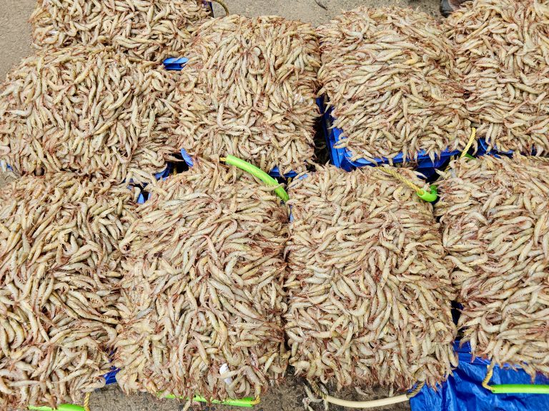 A large quantity of small prawns, piled up and ready for market. They are arranged in several mounds on a blue tarp, with some green ties visible. A scene from the Chaliyam fish market, Kozhikode, Kerala.