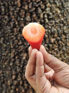 A hand is holding a halved strawberry, showing its red exterior and white interior with a gradient of orange in between. The background is a textured, out-of-focus pattern of bark. Captured from the Government Botanical Garden, Ooty, Tamil Nadu. 