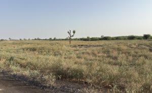 A vast, open landscape featuring a sparse growth of tall grass and low shrubs. In the foreground, there’s a single, leafless tree with a few tufts of greenery on top, standing alone amidst the grassy terrain.