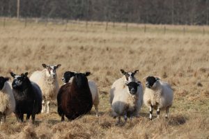 A group of sheep stands in a grassy field, with a mix of colors including white, black, and brown. Some sheep have ear tags, and they appear to be grazing or curiously looking towards the camera.

