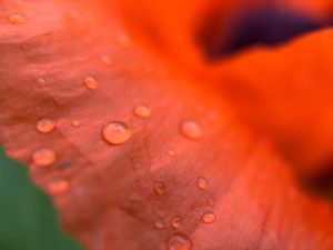 Closeup of water droplets on the petal of a poppy.