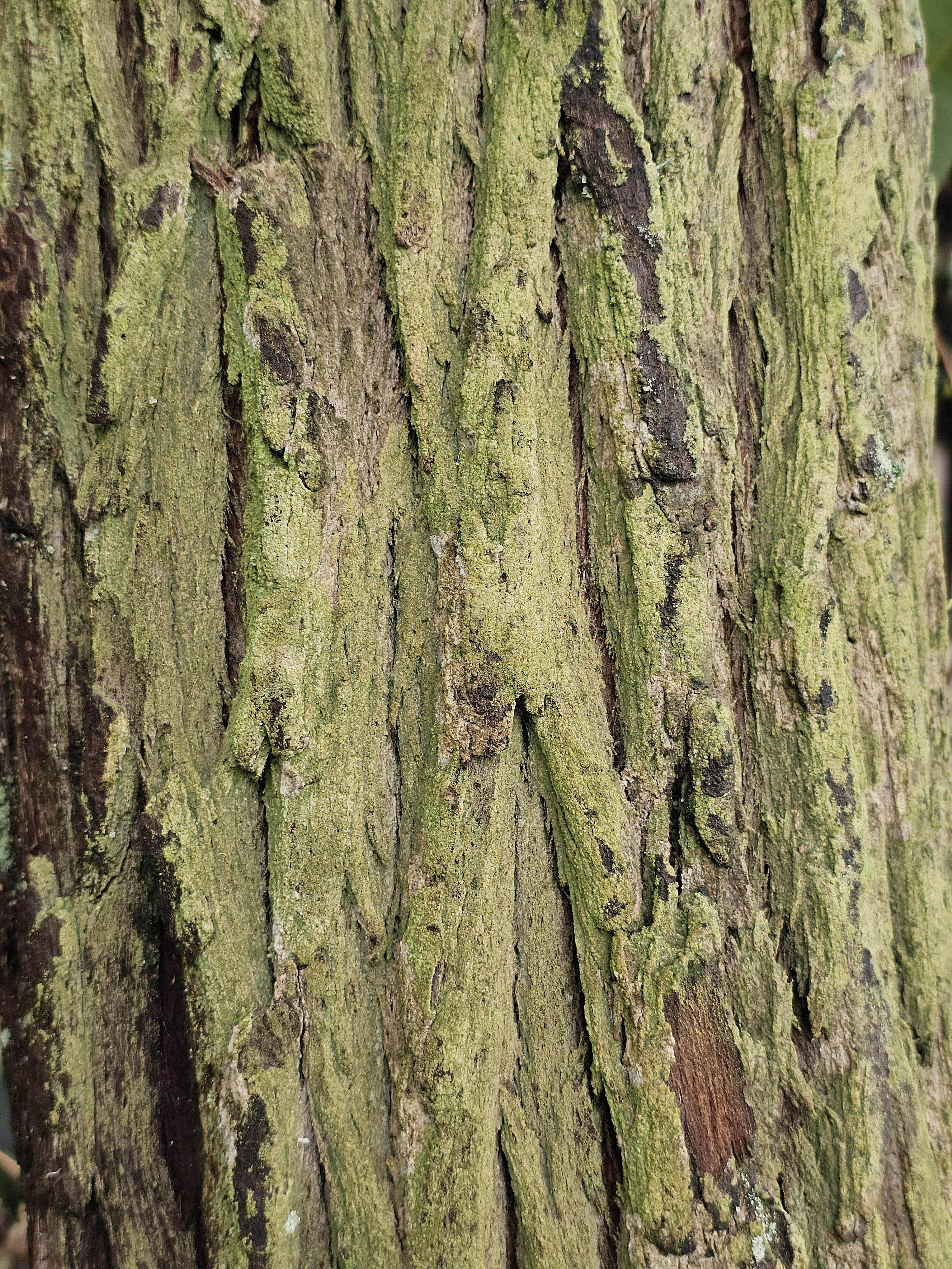 A close-up of the bark of a Robinia pseudoacacia tree, also known as black locust. The bark is deeply furrowed with ridges and grooves, displaying a mix of reddish-black, grey, and green hues, likely due to the presence of lichens. Captured from Ooty, Tamil Nadu.