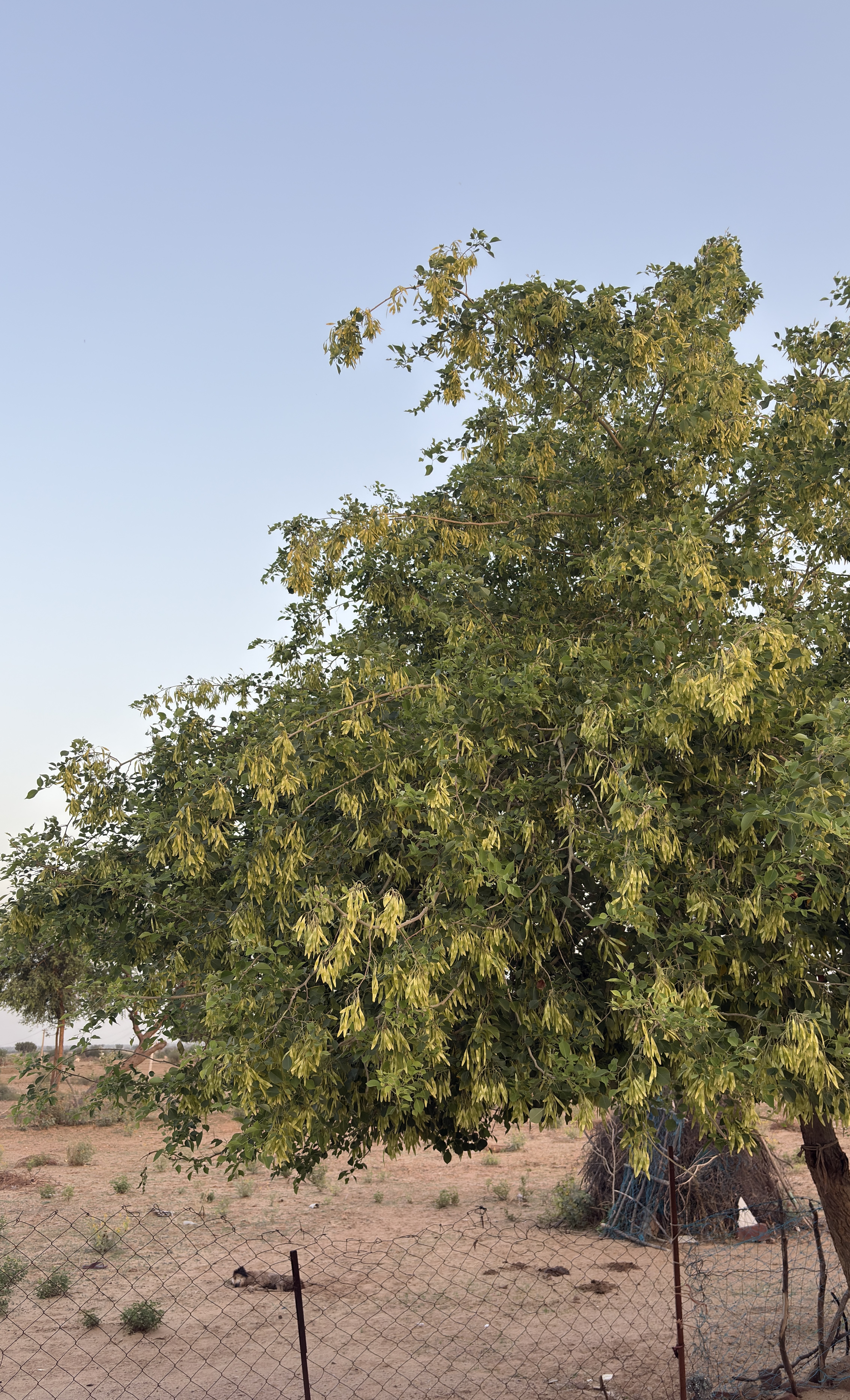 A leafy tree with clusters of yellow-green seed pods growing densely, set in a dry, rural landscape with a wire fence, sparse shrubs, and a small thatched structure in the background.