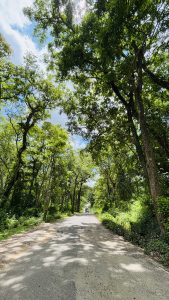 A gravel road winds through a lush green landscape, lined by tall trees with dense foliage. 
