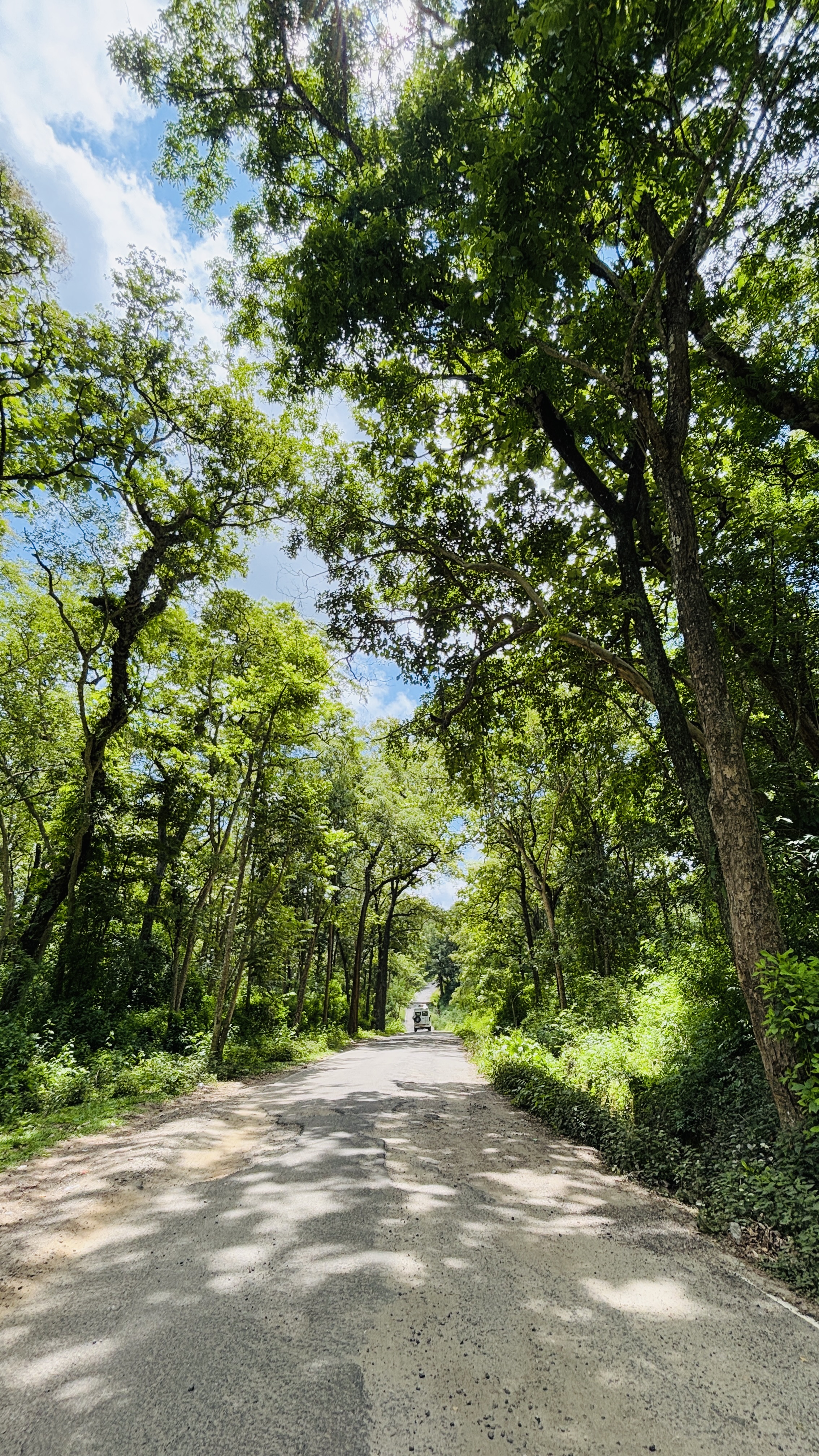 A gravel road winds through a lush green landscape, lined by tall trees with dense foliage.