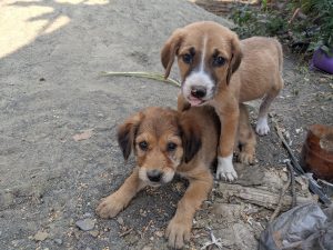 Two playful puppies are seen in a dirt area. One puppy, with a brownish fur coat, is lying down, while the other, also brown with white markings, is playfully standing on its back.
