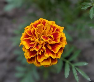 A vibrant red and yellow marigold flower, possibly Tagetes erecta, is shown in a close-up view.