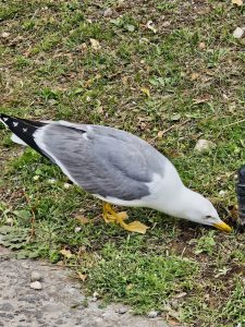 A gull with grey wings and a white body bends its head down, appearing to forage in the green grass. Its yellow legs and beak are visible as it interacts with the ground cover. Captured from Roman Forum, Italy.