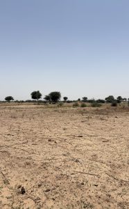 A dry landscape featuring a flat expanse of sandy soil scattered with small patches of green vegetation. Several sparse trees are visible in the background under a clear blue sky.