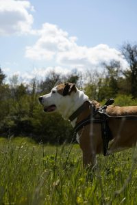 A dog stands proudly in a sunlit field, surrounded by tall grass and wildflowers.
