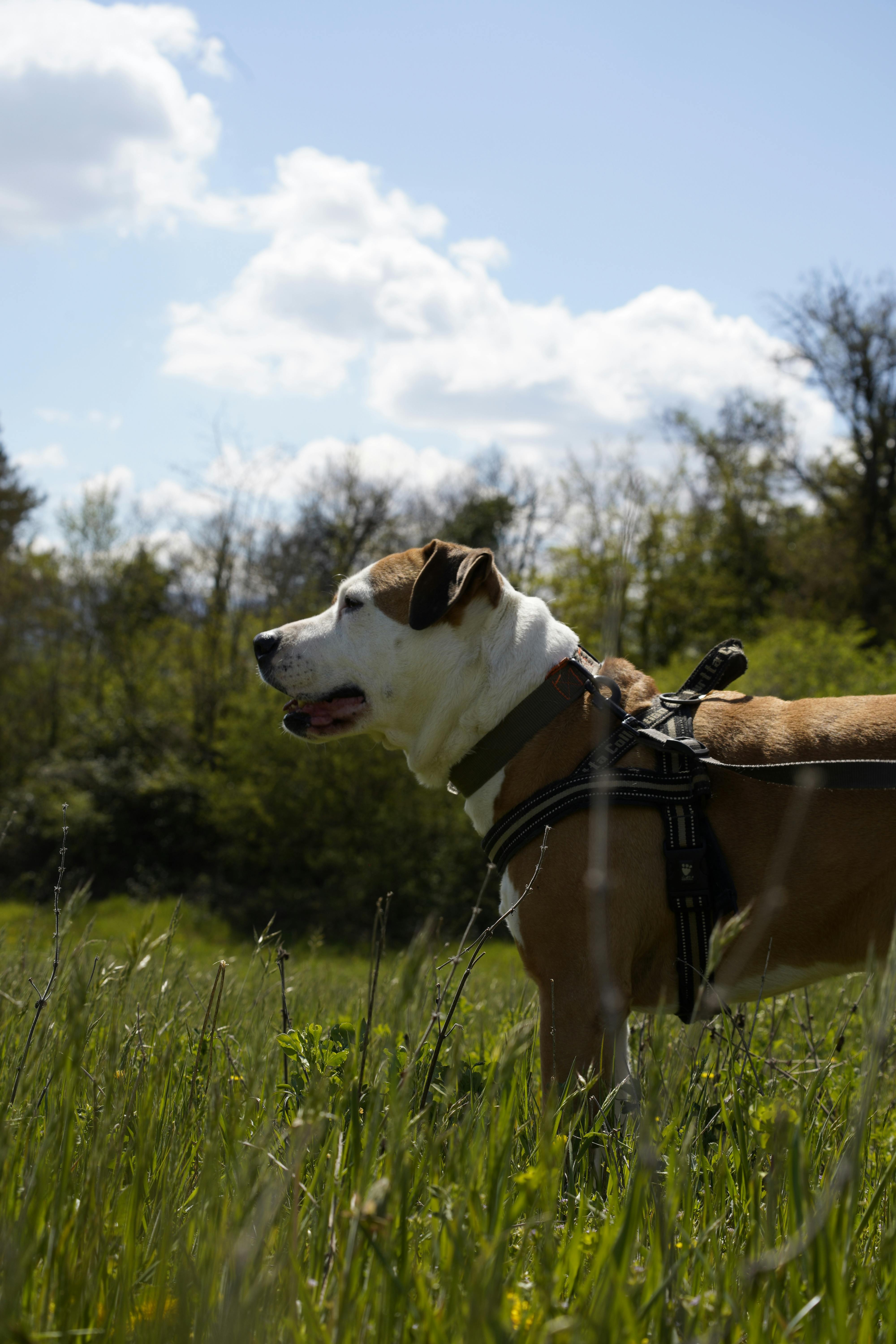A dog stands proudly in a sunlit field, surrounded by tall grass and wildflowers.