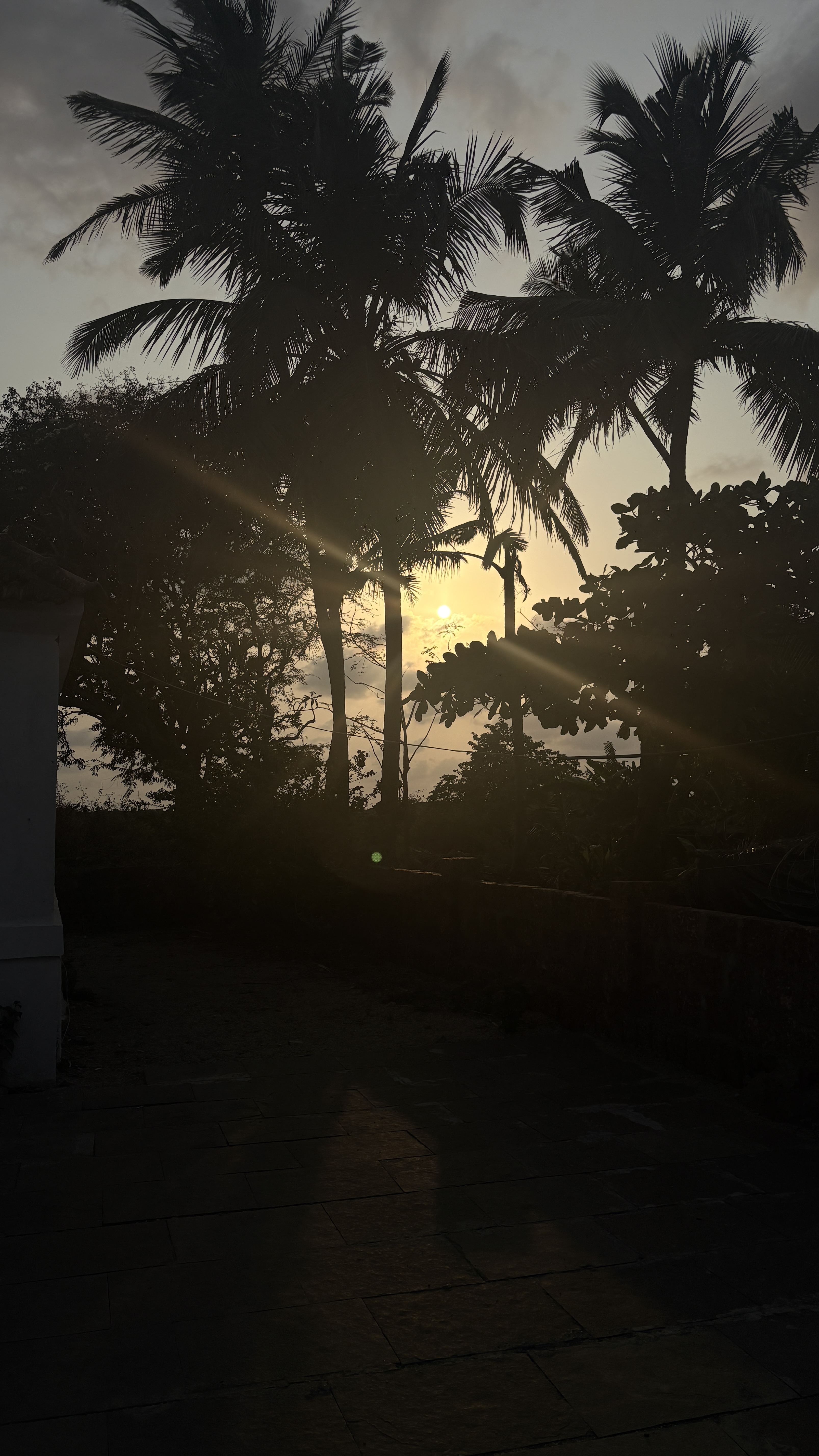A serene sunset scene featuring silhouetted palm trees against a glowing sun on the horizon.