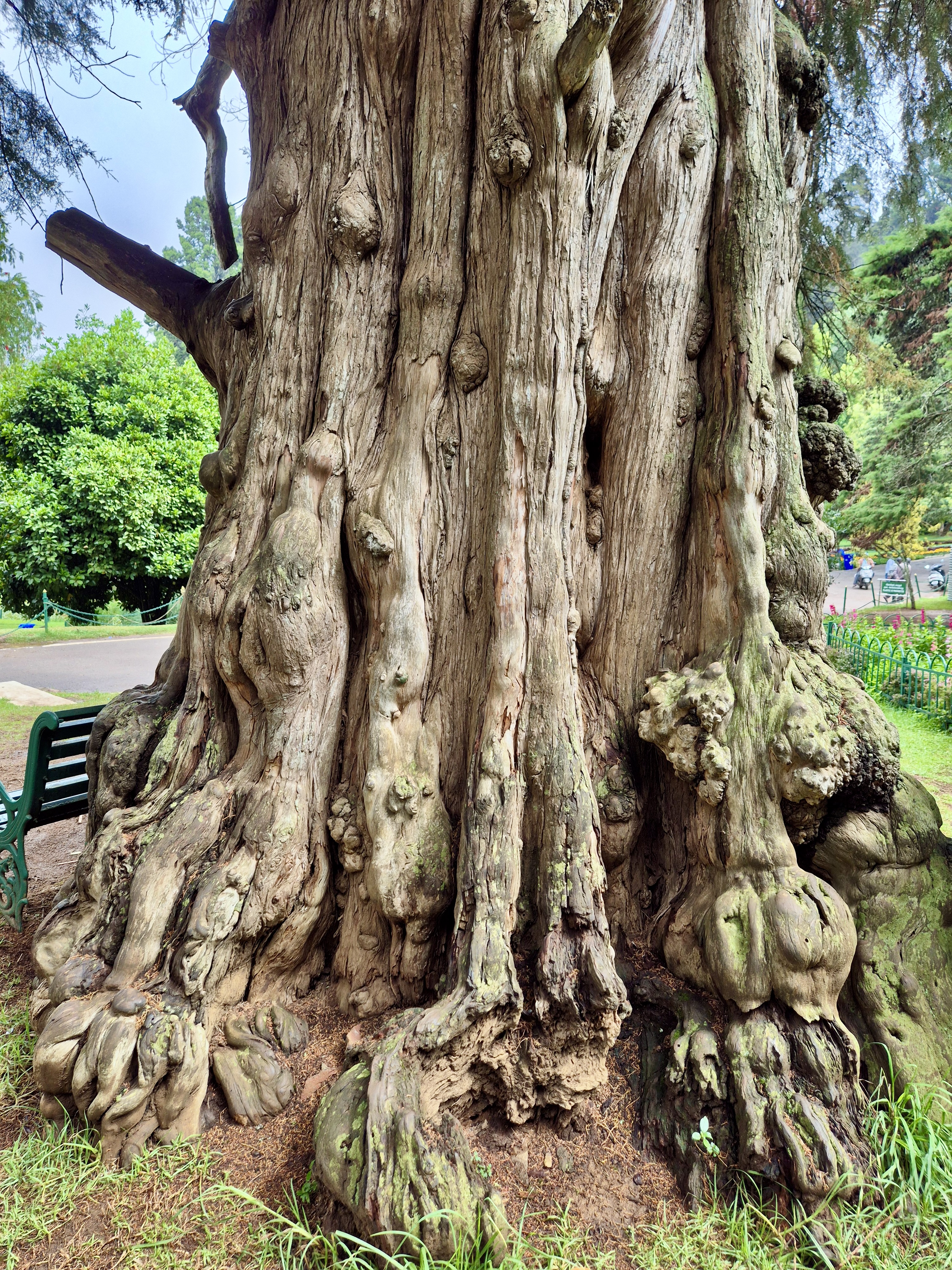 An old tree with a thick, gnarled trunk and textured bark, captured at the Government Botanical Garden, Ooty.