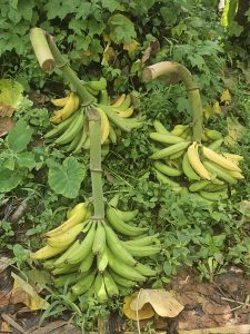 Three bunches of Nendran bananas, ranging from green to yellow, lie on the ground amid lush foliage in Kozhikode, Kerala.