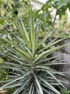 A close-up view of a spiky, green plant with long, slender leaves that have a variegated pattern of green and cream stripes.