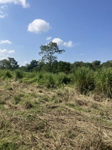 A landscape featuring tall grasses and a few trees under a bright blue sky with scattered white clouds.