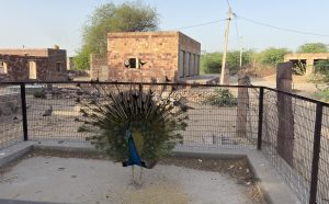 A peacock displaying its vibrant plumage stands in an enclosed area, surrounded by a wire fence.