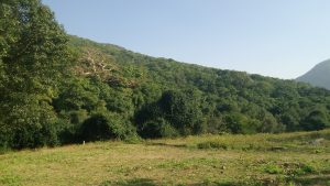 A lush green hillside is depicted, filled with a dense variety of trees and vegetation under a clear blue sky.