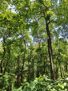 A lush forest scene featuring tall trees with bright green leaves and a clear blue sky peeking through the canopy.