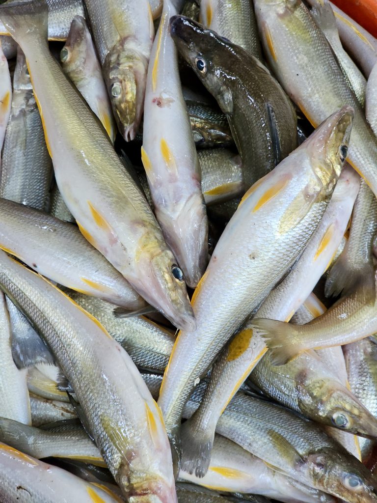Pile of Yellowfin Whiting with silvery bodies and yellow fins, captured in Feroke, Kozhikode, Kerala.