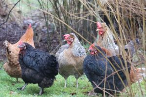 A group of six chickens in a grassy area, surrounded by sparse vegetation and twigs.
