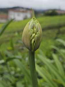 A close-up of an Agapanthus flower bud, with its green and cream-colored petals tightly enclosed, ready to bloom. The bud sits atop a tall, slender green stem, surrounded by a soft, blurred background of green foliage and a distant building. Captured from Ooty, Tamil Nadu.