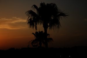 Silhouettes of two palm trees stand against a twilight sky, with city vegetation visible below.