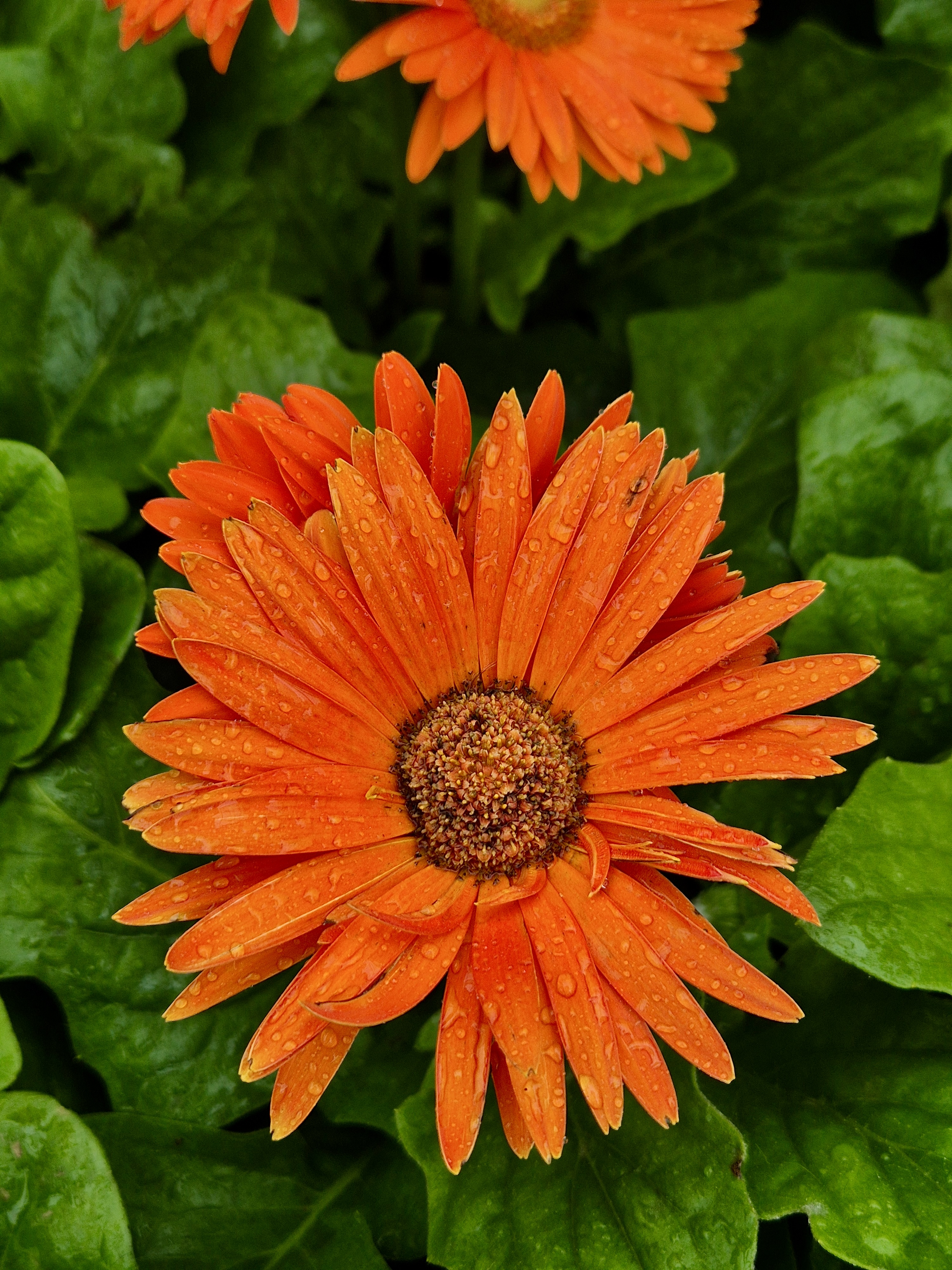 A close-up of an orange Gerbera daisy in full bloom, with water droplets on its petals. The vibrant flower is surrounded by lush green leaves, creating a colorful and natural scene. An early morning shot from the Government Botanical Garden, Ooty, Tamil Nadu.