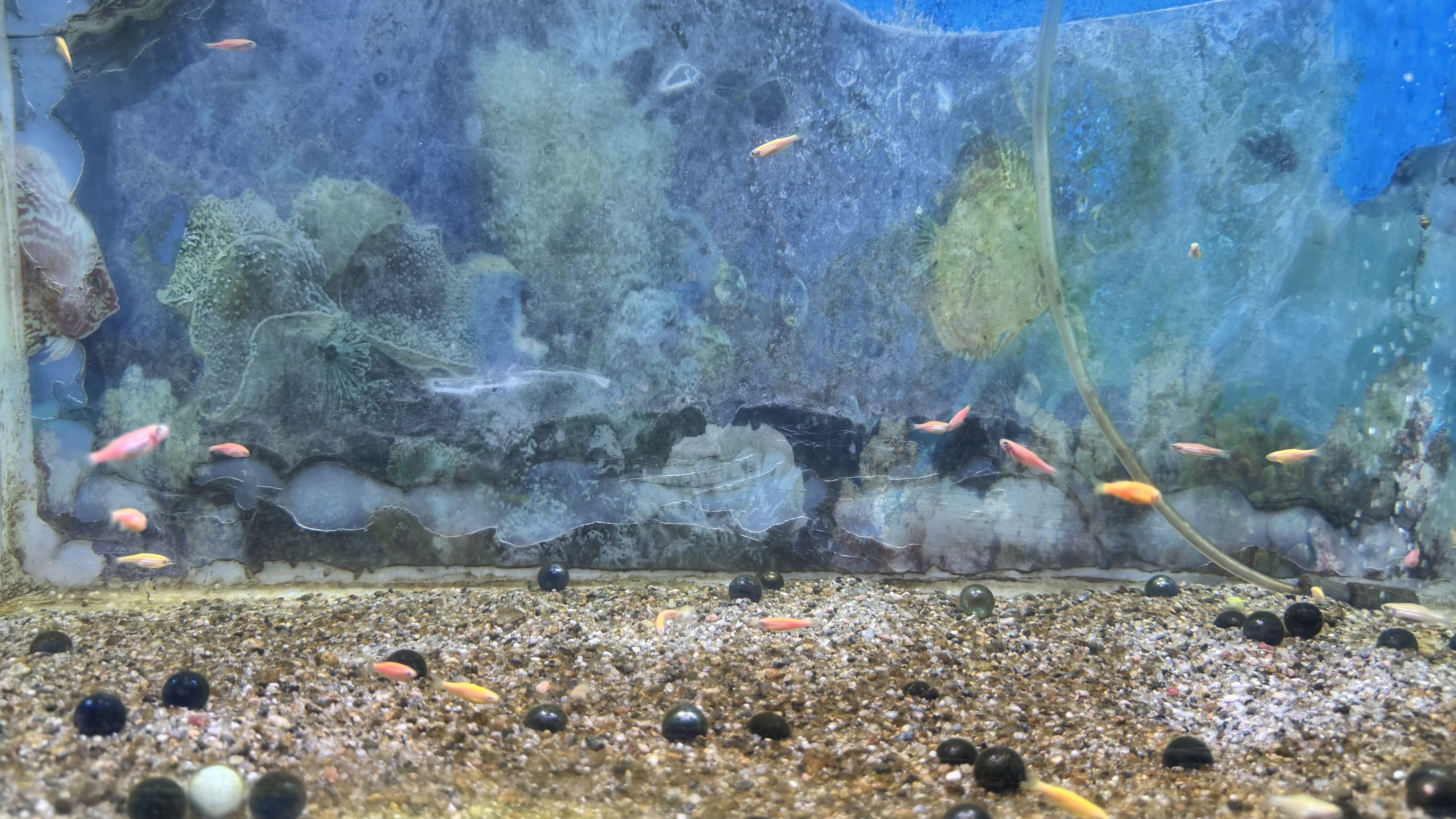 An underwater scene from an aquarium featuring small, colorful fish swimming in a sandy substrate.