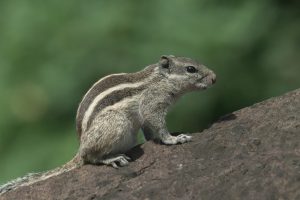 Close-up of a striped gray-brown squirrel seating on a rock.