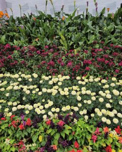 A vibrant flower bed with various colorful blooms arranged in layers. The flowers are primarily zinnias, mixing white, pink, red, and orange colors, creating a visually appealing display. An early morning scene from the Government Botanical Garden, Ooty, Tamil Nadu.